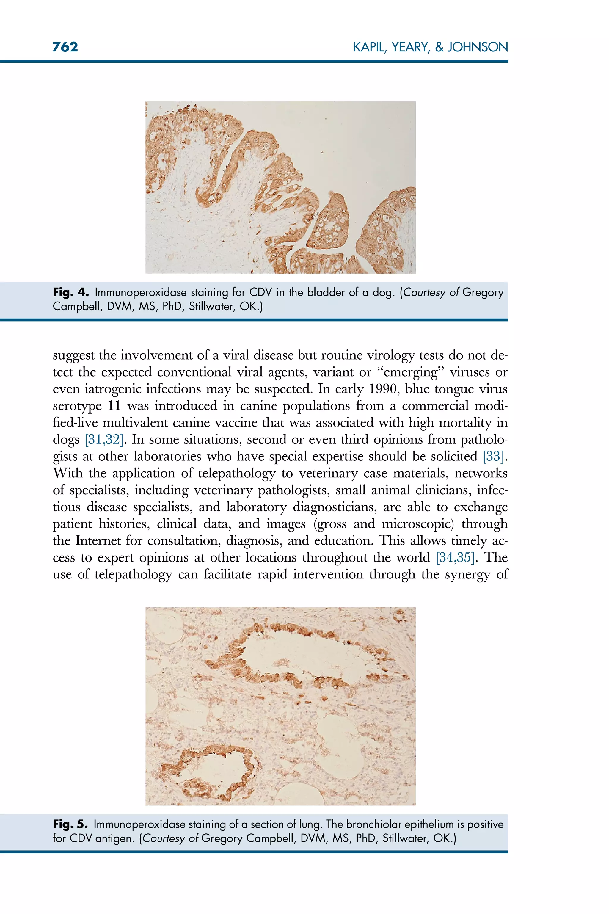 suggest the involvement of a viral disease but routine virology tests do not de-
tect the expected conventional viral agents, variant or ‘‘emerging’’ viruses or
even iatrogenic infections may be suspected. In early 1990, blue tongue virus
serotype 11 was introduced in canine populations from a commercial modi-
fied-live multivalent canine vaccine that was associated with high mortality in
dogs [31,32]. In some situations, second or even third opinions from patholo-
gists at other laboratories who have special expertise should be solicited [33].
With the application of telepathology to veterinary case materials, networks
of specialists, including veterinary pathologists, small animal clinicians, infec-
tious disease specialists, and laboratory diagnosticians, are able to exchange
patient histories, clinical data, and images (gross and microscopic) through
the Internet for consultation, diagnosis, and education. This allows timely ac-
cess to expert opinions at other locations throughout the world [34,35]. The
use of telepathology can facilitate rapid intervention through the synergy of
Fig. 4. Immunoperoxidase staining for CDV in the bladder of a dog. (Courtesy of Gregory
Campbell, DVM, MS, PhD, Stillwater, OK.)
Fig. 5. Immunoperoxidase staining of a section of lung. The bronchiolar epithelium is positive
for CDV antigen. (Courtesy of Gregory Campbell, DVM, MS, PhD, Stillwater, OK.)
762 KAPIL, YEARY,  JOHNSON
 