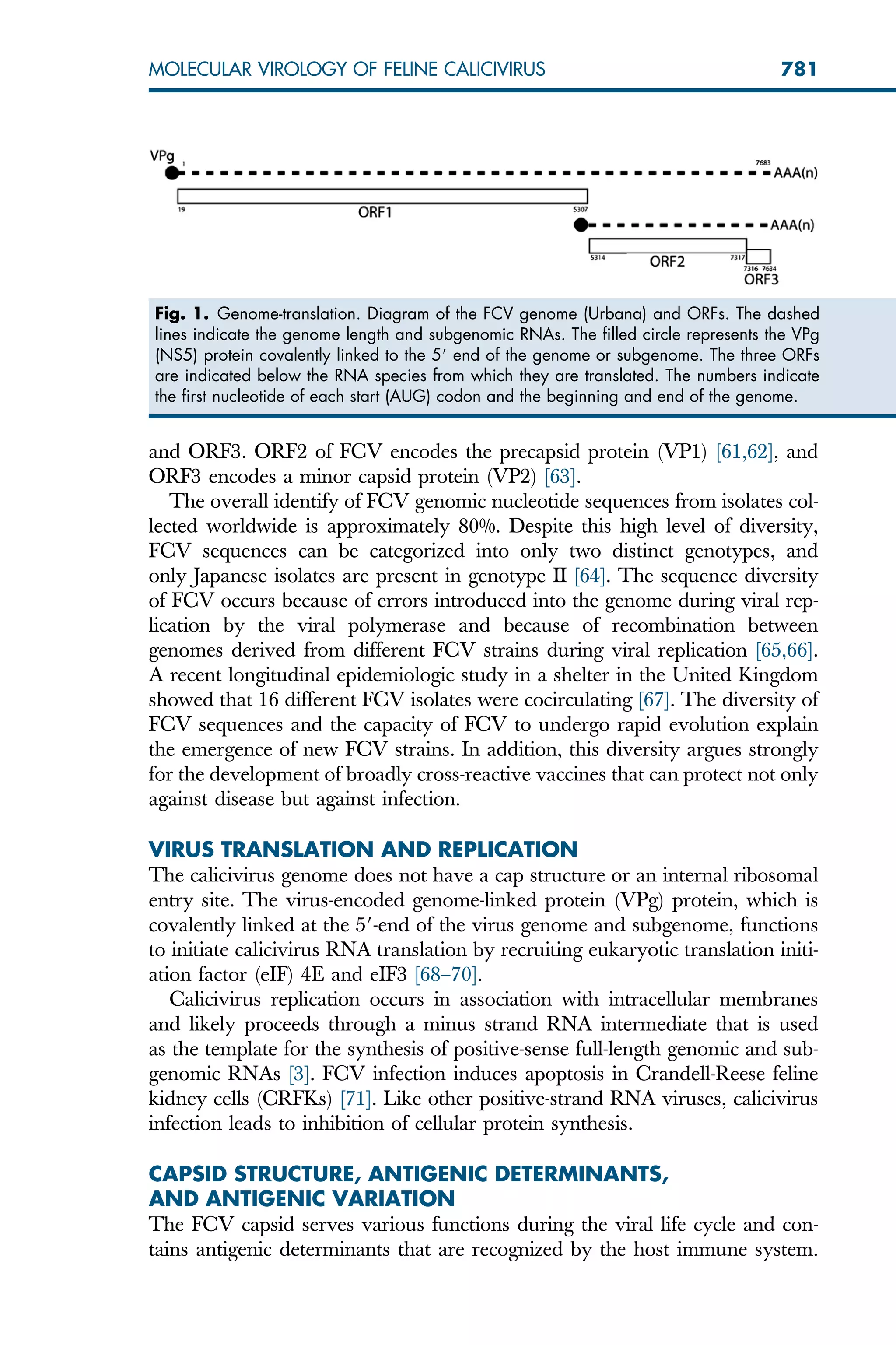 and ORF3. ORF2 of FCV encodes the precapsid protein (VP1) [61,62], and
ORF3 encodes a minor capsid protein (VP2) [63].
The overall identify of FCV genomic nucleotide sequences from isolates col-
lected worldwide is approximately 80%. Despite this high level of diversity,
FCV sequences can be categorized into only two distinct genotypes, and
only Japanese isolates are present in genotype II [64]. The sequence diversity
of FCV occurs because of errors introduced into the genome during viral rep-
lication by the viral polymerase and because of recombination between
genomes derived from different FCV strains during viral replication [65,66].
A recent longitudinal epidemiologic study in a shelter in the United Kingdom
showed that 16 different FCV isolates were cocirculating [67]. The diversity of
FCV sequences and the capacity of FCV to undergo rapid evolution explain
the emergence of new FCV strains. In addition, this diversity argues strongly
for the development of broadly cross-reactive vaccines that can protect not only
against disease but against infection.
VIRUS TRANSLATION AND REPLICATION
The calicivirus genome does not have a cap structure or an internal ribosomal
entry site. The virus-encoded genome-linked protein (VPg) protein, which is
covalently linked at the 59-end of the virus genome and subgenome, functions
to initiate calicivirus RNA translation by recruiting eukaryotic translation initi-
ation factor (eIF) 4E and eIF3 [68–70].
Calicivirus replication occurs in association with intracellular membranes
and likely proceeds through a minus strand RNA intermediate that is used
as the template for the synthesis of positive-sense full-length genomic and sub-
genomic RNAs [3]. FCV infection induces apoptosis in Crandell-Reese feline
kidney cells (CRFKs) [71]. Like other positive-strand RNA viruses, calicivirus
infection leads to inhibition of cellular protein synthesis.
CAPSID STRUCTURE, ANTIGENIC DETERMINANTS,
AND ANTIGENIC VARIATION
The FCV capsid serves various functions during the viral life cycle and con-
tains antigenic determinants that are recognized by the host immune system.
Fig. 1. Genome-translation. Diagram of the FCV genome (Urbana) and ORFs. The dashed
lines indicate the genome length and subgenomic RNAs. The filled circle represents the VPg
(NS5) protein covalently linked to the 59 end of the genome or subgenome. The three ORFs
are indicated below the RNA species from which they are translated. The numbers indicate
the first nucleotide of each start (AUG) codon and the beginning and end of the genome.
781
MOLECULAR VIROLOGY OF FELINE CALICIVIRUS
 