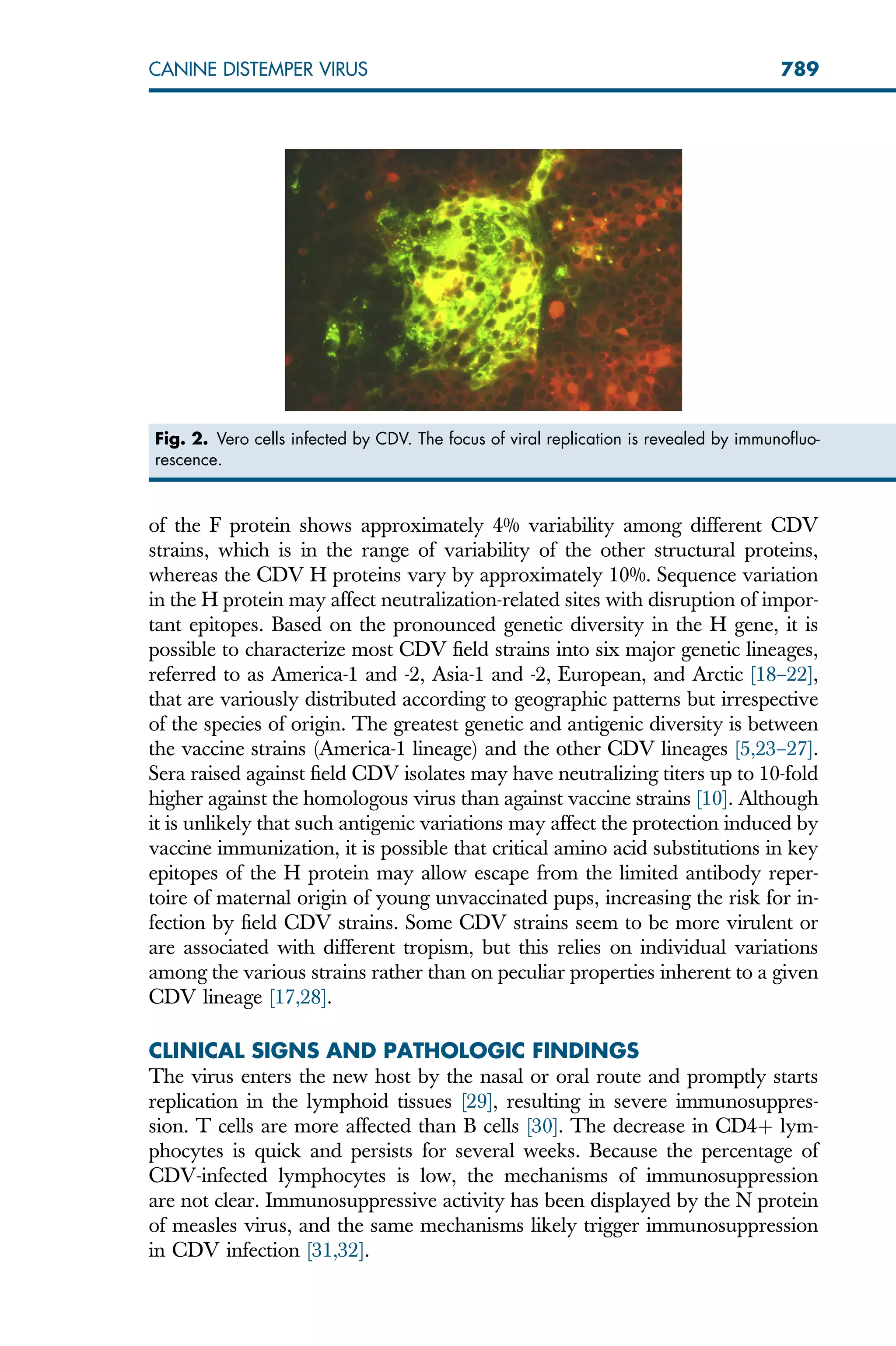 of the F protein shows approximately 4% variability among different CDV
strains, which is in the range of variability of the other structural proteins,
whereas the CDV H proteins vary by approximately 10%. Sequence variation
in the H protein may affect neutralization-related sites with disruption of impor-
tant epitopes. Based on the pronounced genetic diversity in the H gene, it is
possible to characterize most CDV field strains into six major genetic lineages,
referred to as America-1 and -2, Asia-1 and -2, European, and Arctic [18–22],
that are variously distributed according to geographic patterns but irrespective
of the species of origin. The greatest genetic and antigenic diversity is between
the vaccine strains (America-1 lineage) and the other CDV lineages [5,23–27].
Sera raised against field CDV isolates may have neutralizing titers up to 10-fold
higher against the homologous virus than against vaccine strains [10]. Although
it is unlikely that such antigenic variations may affect the protection induced by
vaccine immunization, it is possible that critical amino acid substitutions in key
epitopes of the H protein may allow escape from the limited antibody reper-
toire of maternal origin of young unvaccinated pups, increasing the risk for in-
fection by field CDV strains. Some CDV strains seem to be more virulent or
are associated with different tropism, but this relies on individual variations
among the various strains rather than on peculiar properties inherent to a given
CDV lineage [17,28].
CLINICAL SIGNS AND PATHOLOGIC FINDINGS
The virus enters the new host by the nasal or oral route and promptly starts
replication in the lymphoid tissues [29], resulting in severe immunosuppres-
sion. T cells are more affected than B cells [30]. The decrease in CD4þ lym-
phocytes is quick and persists for several weeks. Because the percentage of
CDV-infected lymphocytes is low, the mechanisms of immunosuppression
are not clear. Immunosuppressive activity has been displayed by the N protein
of measles virus, and the same mechanisms likely trigger immunosuppression
in CDV infection [31,32].
Fig. 2. Vero cells infected by CDV. The focus of viral replication is revealed by immunofluo-
rescence.
789
CANINE DISTEMPER VIRUS
 