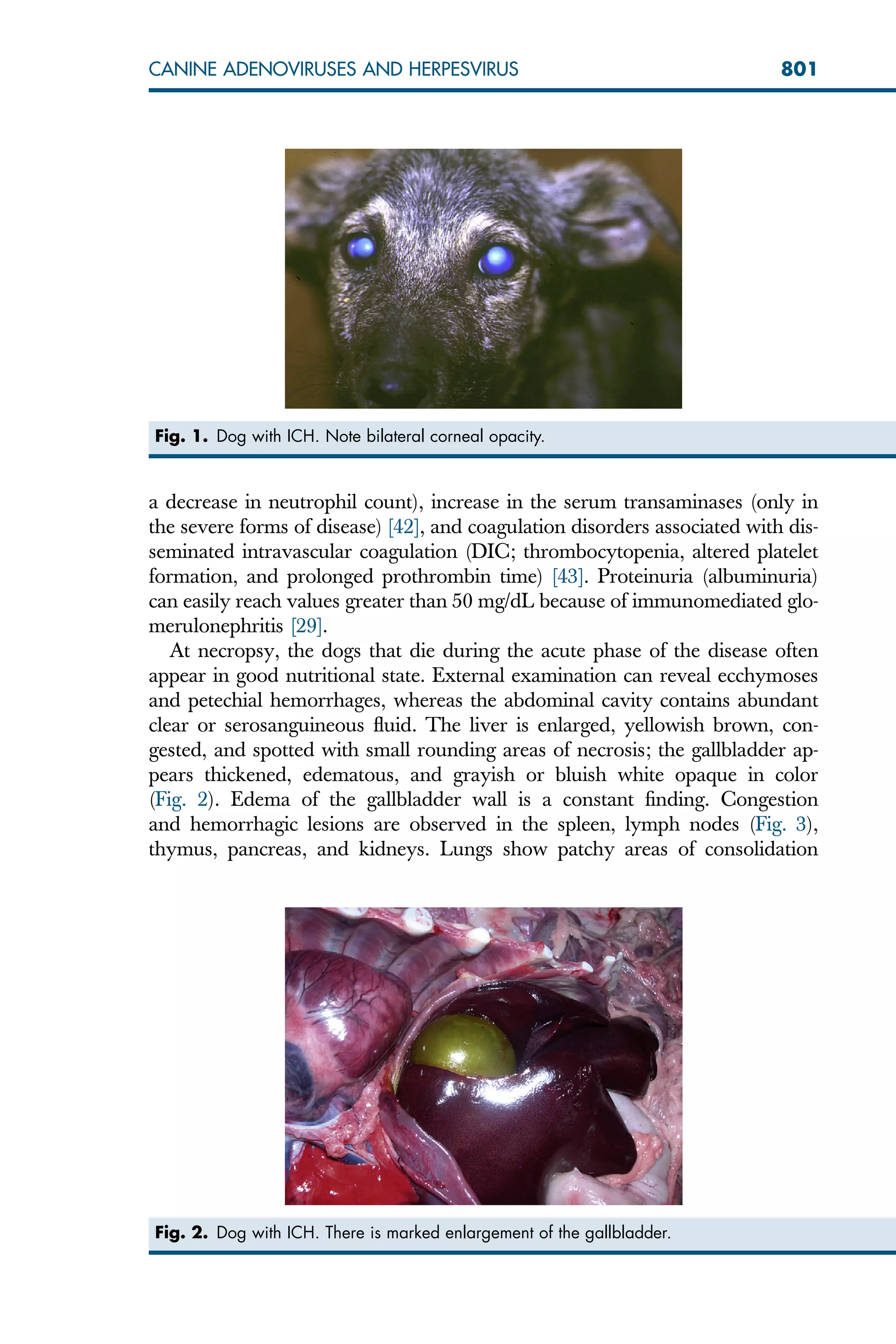 a decrease in neutrophil count), increase in the serum transaminases (only in
the severe forms of disease) [42], and coagulation disorders associated with dis-
seminated intravascular coagulation (DIC; thrombocytopenia, altered platelet
formation, and prolonged prothrombin time) [43]. Proteinuria (albuminuria)
can easily reach values greater than 50 mg/dL because of immunomediated glo-
merulonephritis [29].
At necropsy, the dogs that die during the acute phase of the disease often
appear in good nutritional state. External examination can reveal ecchymoses
and petechial hemorrhages, whereas the abdominal cavity contains abundant
clear or serosanguineous fluid. The liver is enlarged, yellowish brown, con-
gested, and spotted with small rounding areas of necrosis; the gallbladder ap-
pears thickened, edematous, and grayish or bluish white opaque in color
(Fig. 2). Edema of the gallbladder wall is a constant finding. Congestion
and hemorrhagic lesions are observed in the spleen, lymph nodes (Fig. 3),
thymus, pancreas, and kidneys. Lungs show patchy areas of consolidation
Fig. 1. Dog with ICH. Note bilateral corneal opacity.
Fig. 2. Dog with ICH. There is marked enlargement of the gallbladder.
801
CANINE ADENOVIRUSES AND HERPESVIRUS
 