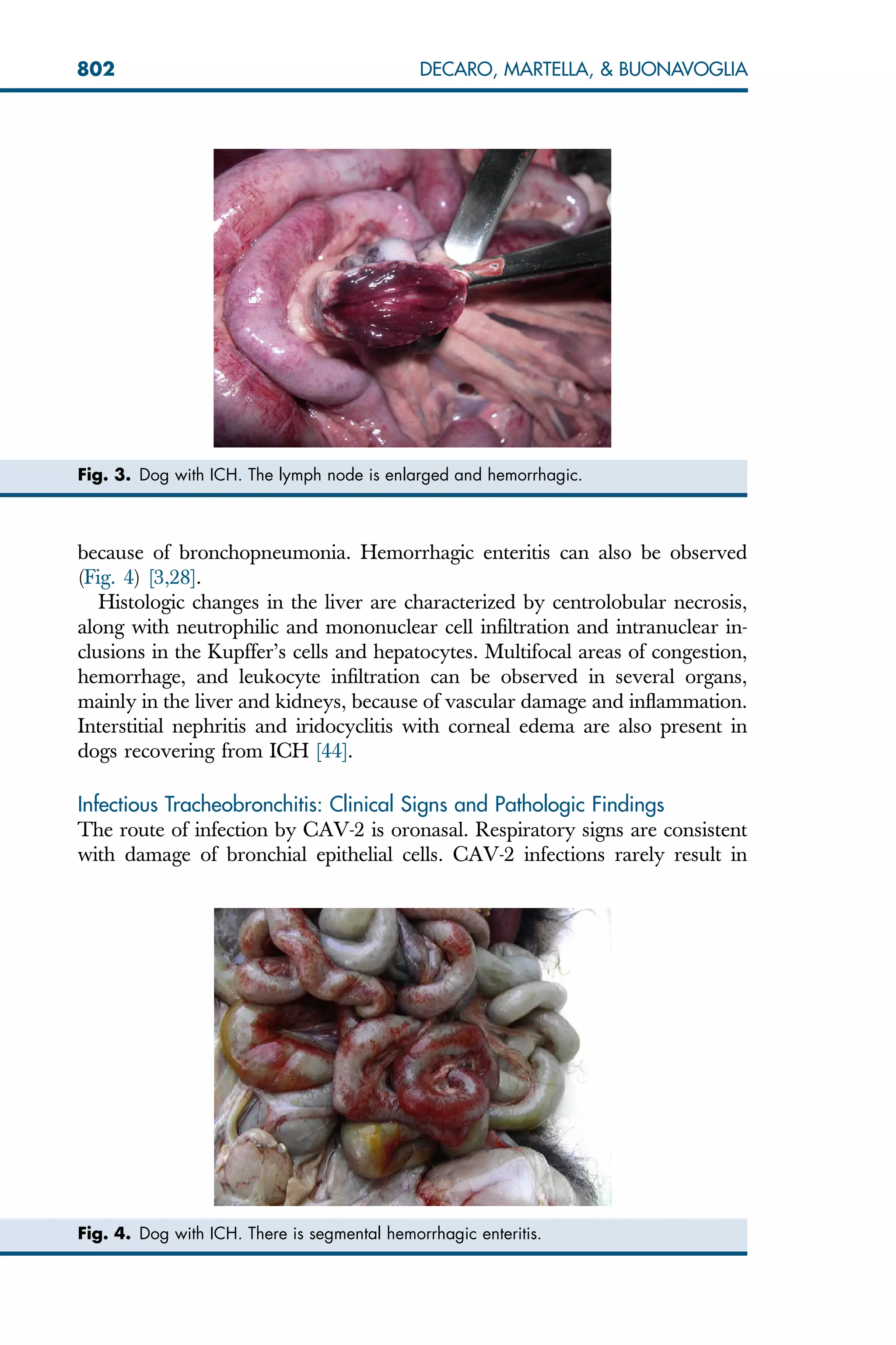 because of bronchopneumonia. Hemorrhagic enteritis can also be observed
(Fig. 4) [3,28].
Histologic changes in the liver are characterized by centrolobular necrosis,
along with neutrophilic and mononuclear cell infiltration and intranuclear in-
clusions in the Kupffer’s cells and hepatocytes. Multifocal areas of congestion,
hemorrhage, and leukocyte infiltration can be observed in several organs,
mainly in the liver and kidneys, because of vascular damage and inflammation.
Interstitial nephritis and iridocyclitis with corneal edema are also present in
dogs recovering from ICH [44].
Infectious Tracheobronchitis: Clinical Signs and Pathologic Findings
The route of infection by CAV-2 is oronasal. Respiratory signs are consistent
with damage of bronchial epithelial cells. CAV-2 infections rarely result in
Fig. 3. Dog with ICH. The lymph node is enlarged and hemorrhagic.
Fig. 4. Dog with ICH. There is segmental hemorrhagic enteritis.
802 DECARO, MARTELLA,  BUONAVOGLIA
 