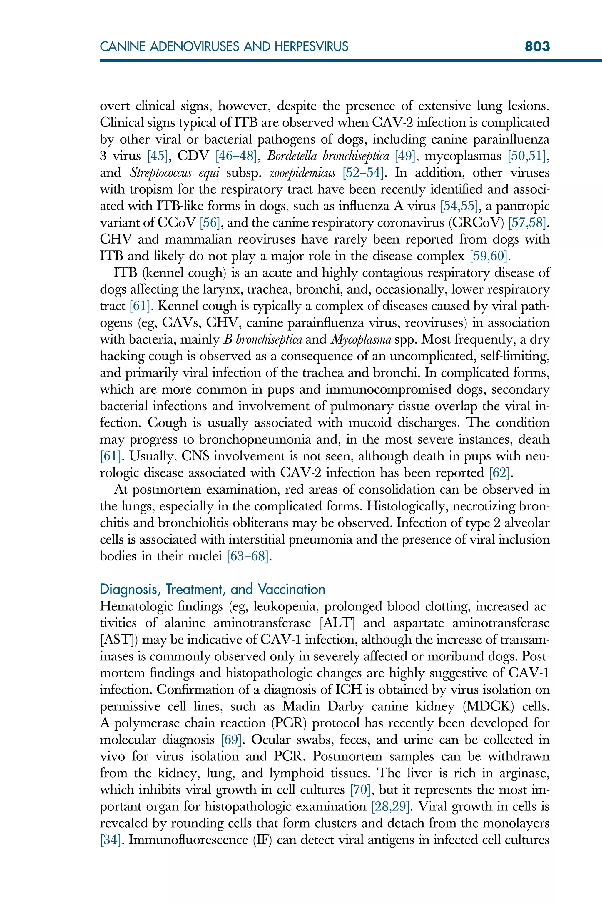 overt clinical signs, however, despite the presence of extensive lung lesions.
Clinical signs typical of ITB are observed when CAV-2 infection is complicated
by other viral or bacterial pathogens of dogs, including canine parainfluenza
3 virus [45], CDV [46–48], Bordetella bronchiseptica [49], mycoplasmas [50,51],
and Streptococcus equi subsp. zooepidemicus [52–54]. In addition, other viruses
with tropism for the respiratory tract have been recently identified and associ-
ated with ITB-like forms in dogs, such as influenza A virus [54,55], a pantropic
variant of CCoV [56], and the canine respiratory coronavirus (CRCoV) [57,58].
CHV and mammalian reoviruses have rarely been reported from dogs with
ITB and likely do not play a major role in the disease complex [59,60].
ITB (kennel cough) is an acute and highly contagious respiratory disease of
dogs affecting the larynx, trachea, bronchi, and, occasionally, lower respiratory
tract [61]. Kennel cough is typically a complex of diseases caused by viral path-
ogens (eg, CAVs, CHV, canine parainfluenza virus, reoviruses) in association
with bacteria, mainly B bronchiseptica and Mycoplasma spp. Most frequently, a dry
hacking cough is observed as a consequence of an uncomplicated, self-limiting,
and primarily viral infection of the trachea and bronchi. In complicated forms,
which are more common in pups and immunocompromised dogs, secondary
bacterial infections and involvement of pulmonary tissue overlap the viral in-
fection. Cough is usually associated with mucoid discharges. The condition
may progress to bronchopneumonia and, in the most severe instances, death
[61]. Usually, CNS involvement is not seen, although death in pups with neu-
rologic disease associated with CAV-2 infection has been reported [62].
At postmortem examination, red areas of consolidation can be observed in
the lungs, especially in the complicated forms. Histologically, necrotizing bron-
chitis and bronchiolitis obliterans may be observed. Infection of type 2 alveolar
cells is associated with interstitial pneumonia and the presence of viral inclusion
bodies in their nuclei [63–68].
Diagnosis, Treatment, and Vaccination
Hematologic findings (eg, leukopenia, prolonged blood clotting, increased ac-
tivities of alanine aminotransferase [ALT] and aspartate aminotransferase
[AST]) may be indicative of CAV-1 infection, although the increase of transam-
inases is commonly observed only in severely affected or moribund dogs. Post-
mortem findings and histopathologic changes are highly suggestive of CAV-1
infection. Confirmation of a diagnosis of ICH is obtained by virus isolation on
permissive cell lines, such as Madin Darby canine kidney (MDCK) cells.
A polymerase chain reaction (PCR) protocol has recently been developed for
molecular diagnosis [69]. Ocular swabs, feces, and urine can be collected in
vivo for virus isolation and PCR. Postmortem samples can be withdrawn
from the kidney, lung, and lymphoid tissues. The liver is rich in arginase,
which inhibits viral growth in cell cultures [70], but it represents the most im-
portant organ for histopathologic examination [28,29]. Viral growth in cells is
revealed by rounding cells that form clusters and detach from the monolayers
[34]. Immunofluorescence (IF) can detect viral antigens in infected cell cultures
803
CANINE ADENOVIRUSES AND HERPESVIRUS
 