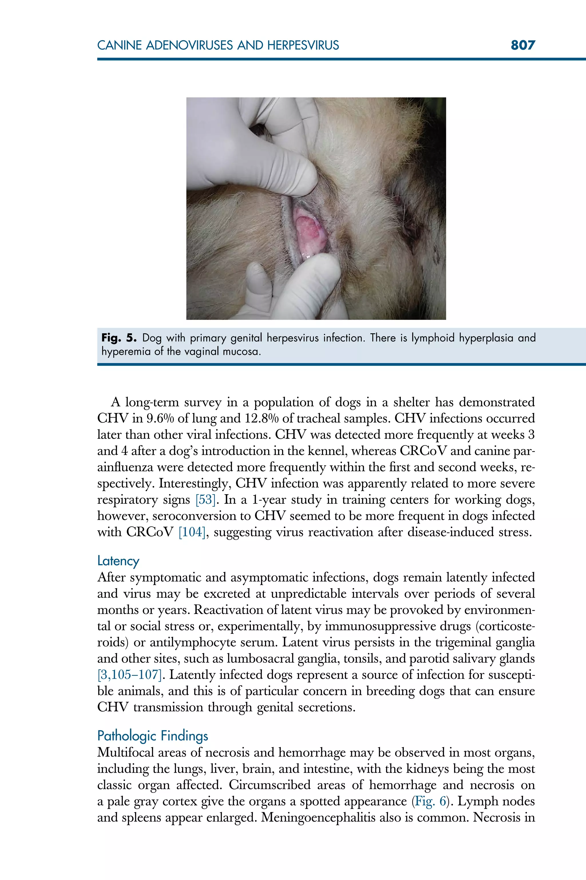 A long-term survey in a population of dogs in a shelter has demonstrated
CHV in 9.6% of lung and 12.8% of tracheal samples. CHV infections occurred
later than other viral infections. CHV was detected more frequently at weeks 3
and 4 after a dog’s introduction in the kennel, whereas CRCoV and canine par-
ainfluenza were detected more frequently within the first and second weeks, re-
spectively. Interestingly, CHV infection was apparently related to more severe
respiratory signs [53]. In a 1-year study in training centers for working dogs,
however, seroconversion to CHV seemed to be more frequent in dogs infected
with CRCoV [104], suggesting virus reactivation after disease-induced stress.
Latency
After symptomatic and asymptomatic infections, dogs remain latently infected
and virus may be excreted at unpredictable intervals over periods of several
months or years. Reactivation of latent virus may be provoked by environmen-
tal or social stress or, experimentally, by immunosuppressive drugs (corticoste-
roids) or antilymphocyte serum. Latent virus persists in the trigeminal ganglia
and other sites, such as lumbosacral ganglia, tonsils, and parotid salivary glands
[3,105–107]. Latently infected dogs represent a source of infection for suscepti-
ble animals, and this is of particular concern in breeding dogs that can ensure
CHV transmission through genital secretions.
Pathologic Findings
Multifocal areas of necrosis and hemorrhage may be observed in most organs,
including the lungs, liver, brain, and intestine, with the kidneys being the most
classic organ affected. Circumscribed areas of hemorrhage and necrosis on
a pale gray cortex give the organs a spotted appearance (Fig. 6). Lymph nodes
and spleens appear enlarged. Meningoencephalitis also is common. Necrosis in
Fig. 5. Dog with primary genital herpesvirus infection. There is lymphoid hyperplasia and
hyperemia of the vaginal mucosa.
807
CANINE ADENOVIRUSES AND HERPESVIRUS
 