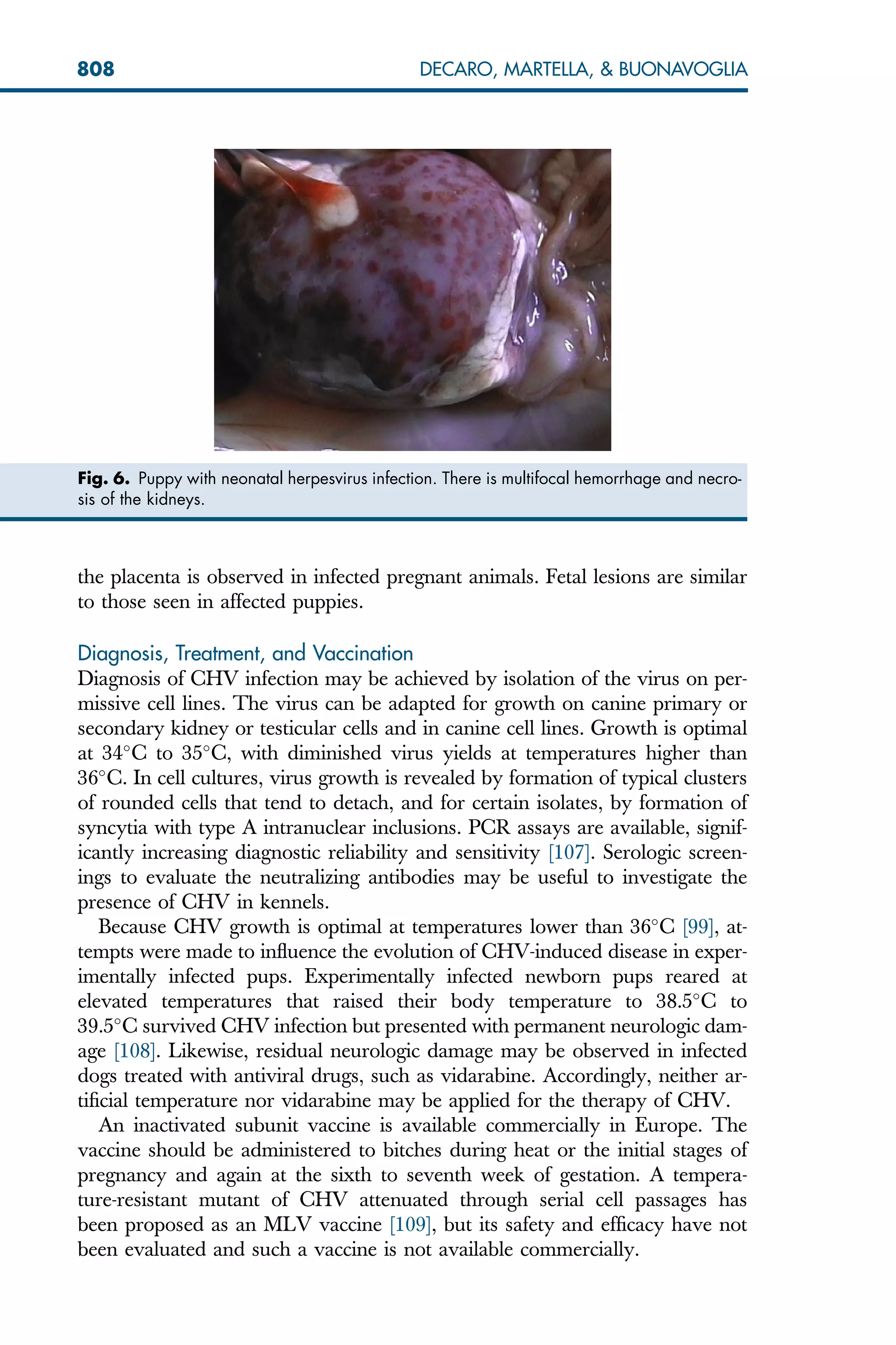 the placenta is observed in infected pregnant animals. Fetal lesions are similar
to those seen in affected puppies.
Diagnosis, Treatment, and Vaccination
Diagnosis of CHV infection may be achieved by isolation of the virus on per-
missive cell lines. The virus can be adapted for growth on canine primary or
secondary kidney or testicular cells and in canine cell lines. Growth is optimal
at 34
C to 35
C, with diminished virus yields at temperatures higher than
36
C. In cell cultures, virus growth is revealed by formation of typical clusters
of rounded cells that tend to detach, and for certain isolates, by formation of
syncytia with type A intranuclear inclusions. PCR assays are available, signif-
icantly increasing diagnostic reliability and sensitivity [107]. Serologic screen-
ings to evaluate the neutralizing antibodies may be useful to investigate the
presence of CHV in kennels.
Because CHV growth is optimal at temperatures lower than 36
C [99], at-
tempts were made to influence the evolution of CHV-induced disease in exper-
imentally infected pups. Experimentally infected newborn pups reared at
elevated temperatures that raised their body temperature to 38.5
C to
39.5
C survived CHV infection but presented with permanent neurologic dam-
age [108]. Likewise, residual neurologic damage may be observed in infected
dogs treated with antiviral drugs, such as vidarabine. Accordingly, neither ar-
tificial temperature nor vidarabine may be applied for the therapy of CHV.
An inactivated subunit vaccine is available commercially in Europe. The
vaccine should be administered to bitches during heat or the initial stages of
pregnancy and again at the sixth to seventh week of gestation. A tempera-
ture-resistant mutant of CHV attenuated through serial cell passages has
been proposed as an MLV vaccine [109], but its safety and efficacy have not
been evaluated and such a vaccine is not available commercially.
Fig. 6. Puppy with neonatal herpesvirus infection. There is multifocal hemorrhage and necro-
sis of the kidneys.
808 DECARO, MARTELLA,  BUONAVOGLIA
 