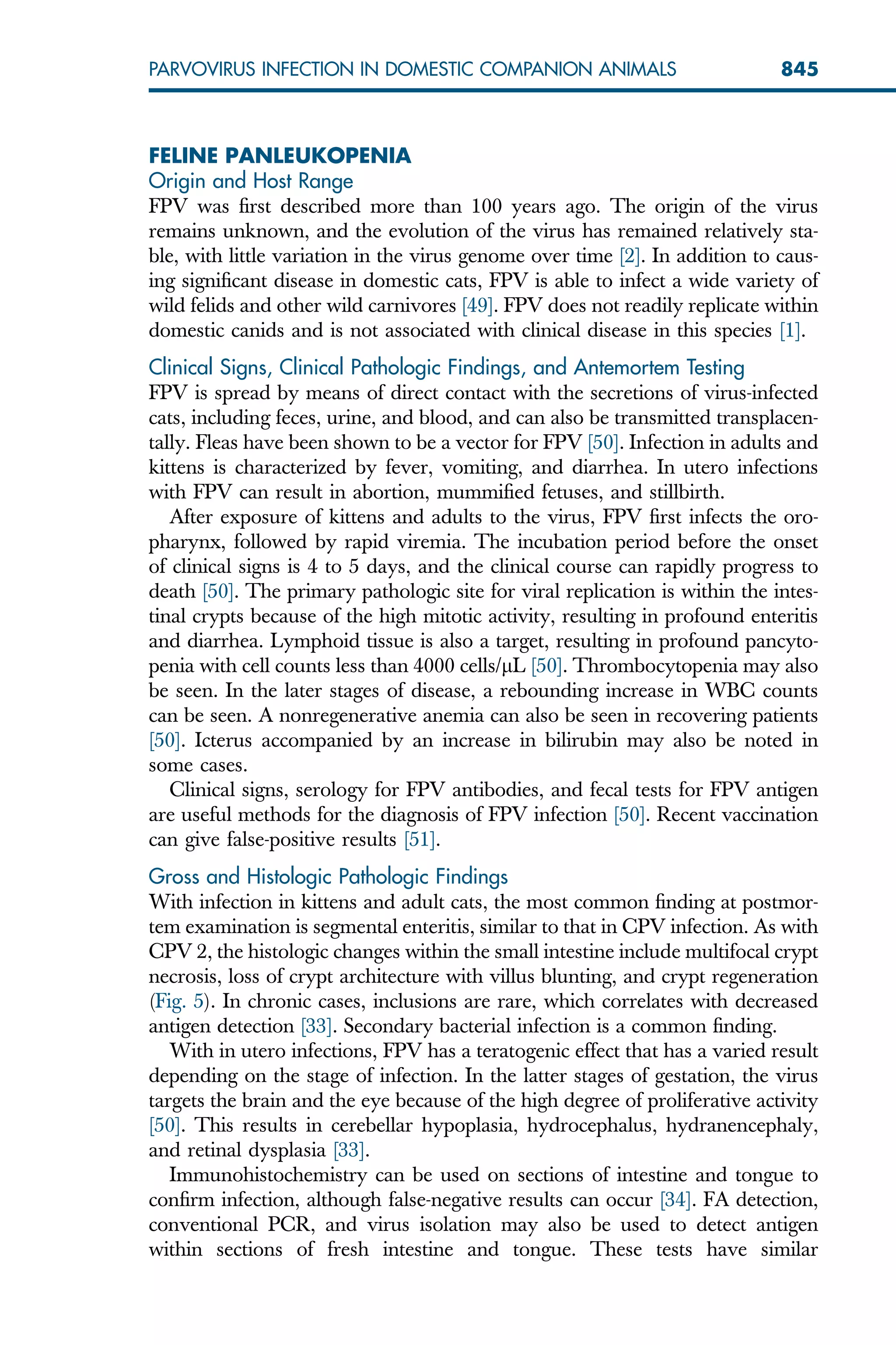 FELINE PANLEUKOPENIA
Origin and Host Range
FPV was first described more than 100 years ago. The origin of the virus
remains unknown, and the evolution of the virus has remained relatively sta-
ble, with little variation in the virus genome over time [2]. In addition to caus-
ing significant disease in domestic cats, FPV is able to infect a wide variety of
wild felids and other wild carnivores [49]. FPV does not readily replicate within
domestic canids and is not associated with clinical disease in this species [1].
Clinical Signs, Clinical Pathologic Findings, and Antemortem Testing
FPV is spread by means of direct contact with the secretions of virus-infected
cats, including feces, urine, and blood, and can also be transmitted transplacen-
tally. Fleas have been shown to be a vector for FPV [50]. Infection in adults and
kittens is characterized by fever, vomiting, and diarrhea. In utero infections
with FPV can result in abortion, mummified fetuses, and stillbirth.
After exposure of kittens and adults to the virus, FPV first infects the oro-
pharynx, followed by rapid viremia. The incubation period before the onset
of clinical signs is 4 to 5 days, and the clinical course can rapidly progress to
death [50]. The primary pathologic site for viral replication is within the intes-
tinal crypts because of the high mitotic activity, resulting in profound enteritis
and diarrhea. Lymphoid tissue is also a target, resulting in profound pancyto-
penia with cell counts less than 4000 cells/lL [50]. Thrombocytopenia may also
be seen. In the later stages of disease, a rebounding increase in WBC counts
can be seen. A nonregenerative anemia can also be seen in recovering patients
[50]. Icterus accompanied by an increase in bilirubin may also be noted in
some cases.
Clinical signs, serology for FPV antibodies, and fecal tests for FPV antigen
are useful methods for the diagnosis of FPV infection [50]. Recent vaccination
can give false-positive results [51].
Gross and Histologic Pathologic Findings
With infection in kittens and adult cats, the most common finding at postmor-
tem examination is segmental enteritis, similar to that in CPV infection. As with
CPV 2, the histologic changes within the small intestine include multifocal crypt
necrosis, loss of crypt architecture with villus blunting, and crypt regeneration
(Fig. 5). In chronic cases, inclusions are rare, which correlates with decreased
antigen detection [33]. Secondary bacterial infection is a common finding.
With in utero infections, FPV has a teratogenic effect that has a varied result
depending on the stage of infection. In the latter stages of gestation, the virus
targets the brain and the eye because of the high degree of proliferative activity
[50]. This results in cerebellar hypoplasia, hydrocephalus, hydranencephaly,
and retinal dysplasia [33].
Immunohistochemistry can be used on sections of intestine and tongue to
confirm infection, although false-negative results can occur [34]. FA detection,
conventional PCR, and virus isolation may also be used to detect antigen
within sections of fresh intestine and tongue. These tests have similar
845
PARVOVIRUS INFECTION IN DOMESTIC COMPANION ANIMALS
 