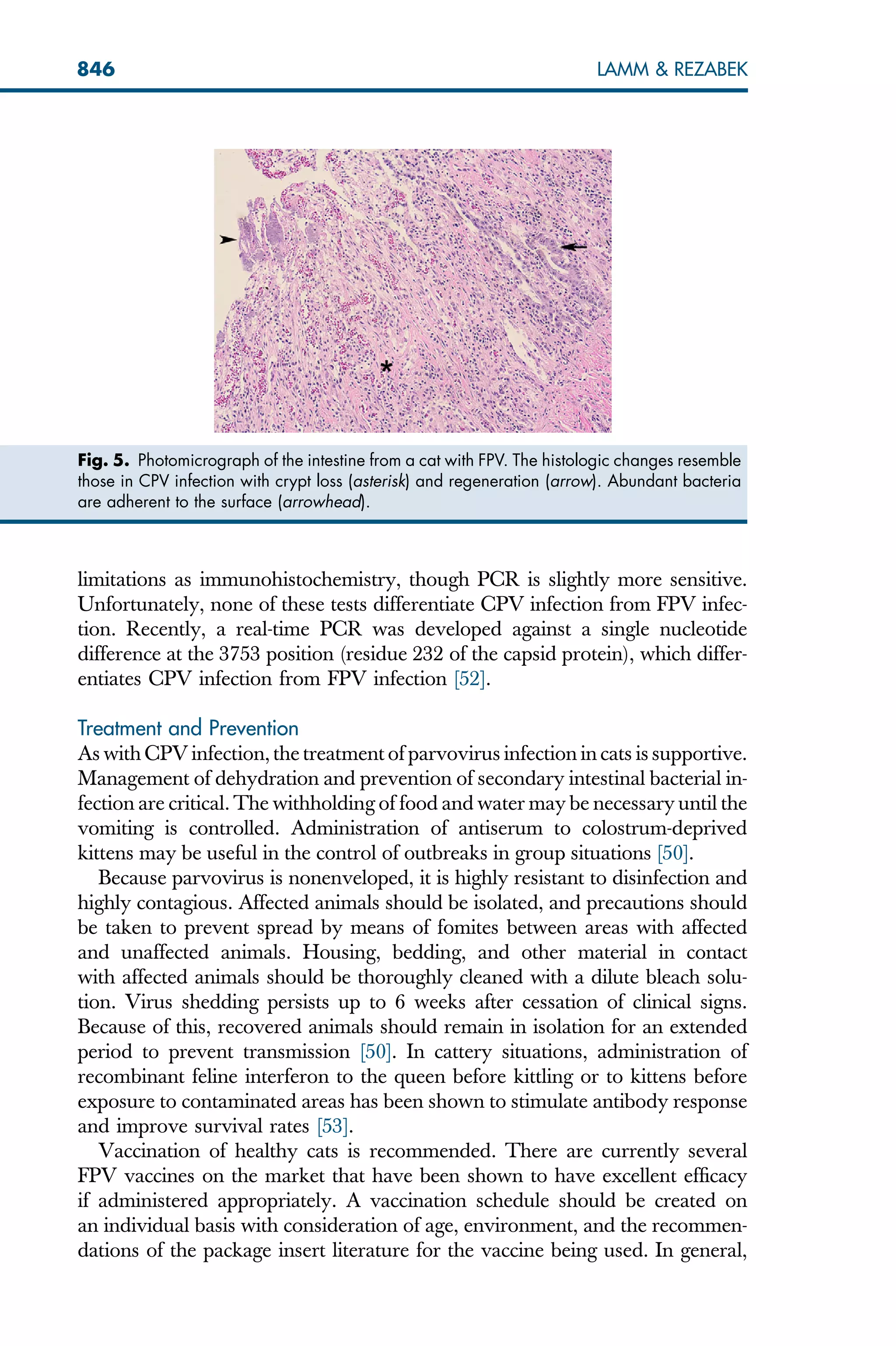 limitations as immunohistochemistry, though PCR is slightly more sensitive.
Unfortunately, none of these tests differentiate CPV infection from FPV infec-
tion. Recently, a real-time PCR was developed against a single nucleotide
difference at the 3753 position (residue 232 of the capsid protein), which differ-
entiates CPV infection from FPV infection [52].
Treatment and Prevention
As with CPV infection, the treatment of parvovirus infection in cats is supportive.
Management of dehydration and prevention of secondary intestinal bacterial in-
fection are critical. The withholding of food and water may be necessary until the
vomiting is controlled. Administration of antiserum to colostrum-deprived
kittens may be useful in the control of outbreaks in group situations [50].
Because parvovirus is nonenveloped, it is highly resistant to disinfection and
highly contagious. Affected animals should be isolated, and precautions should
be taken to prevent spread by means of fomites between areas with affected
and unaffected animals. Housing, bedding, and other material in contact
with affected animals should be thoroughly cleaned with a dilute bleach solu-
tion. Virus shedding persists up to 6 weeks after cessation of clinical signs.
Because of this, recovered animals should remain in isolation for an extended
period to prevent transmission [50]. In cattery situations, administration of
recombinant feline interferon to the queen before kittling or to kittens before
exposure to contaminated areas has been shown to stimulate antibody response
and improve survival rates [53].
Vaccination of healthy cats is recommended. There are currently several
FPV vaccines on the market that have been shown to have excellent efficacy
if administered appropriately. A vaccination schedule should be created on
an individual basis with consideration of age, environment, and the recommen-
dations of the package insert literature for the vaccine being used. In general,
Fig. 5. Photomicrograph of the intestine from a cat with FPV. The histologic changes resemble
those in CPV infection with crypt loss (asterisk) and regeneration (arrow). Abundant bacteria
are adherent to the surface (arrowhead).
846 LAMM  REZABEK
 