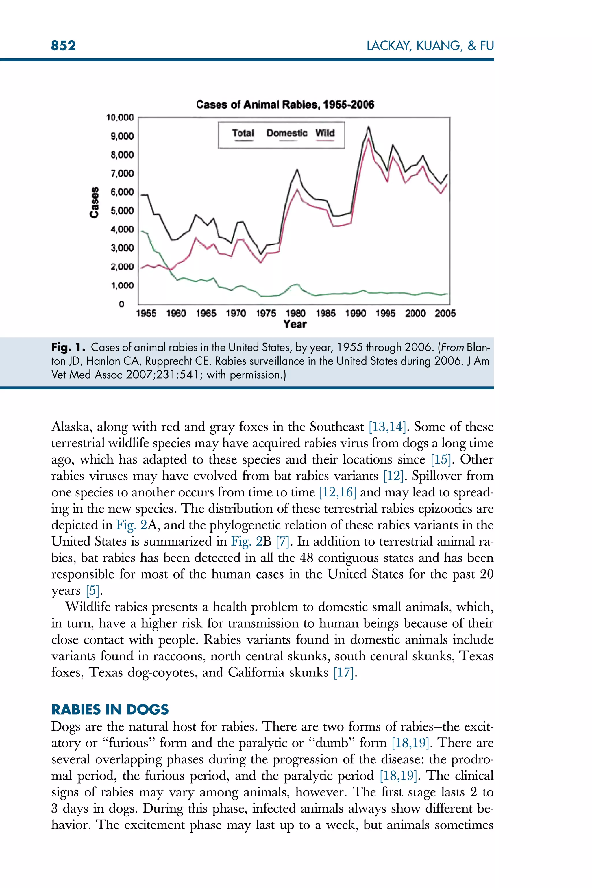 Alaska, along with red and gray foxes in the Southeast [13,14]. Some of these
terrestrial wildlife species may have acquired rabies virus from dogs a long time
ago, which has adapted to these species and their locations since [15]. Other
rabies viruses may have evolved from bat rabies variants [12]. Spillover from
one species to another occurs from time to time [12,16] and may lead to spread-
ing in the new species. The distribution of these terrestrial rabies epizootics are
depicted in Fig. 2A, and the phylogenetic relation of these rabies variants in the
United States is summarized in Fig. 2B [7]. In addition to terrestrial animal ra-
bies, bat rabies has been detected in all the 48 contiguous states and has been
responsible for most of the human cases in the United States for the past 20
years [5].
Wildlife rabies presents a health problem to domestic small animals, which,
in turn, have a higher risk for transmission to human beings because of their
close contact with people. Rabies variants found in domestic animals include
variants found in raccoons, north central skunks, south central skunks, Texas
foxes, Texas dog-coyotes, and California skunks [17].
RABIES IN DOGS
Dogs are the natural host for rabies. There are two forms of rabies—the excit-
atory or ‘‘furious’’ form and the paralytic or ‘‘dumb’’ form [18,19]. There are
several overlapping phases during the progression of the disease: the prodro-
mal period, the furious period, and the paralytic period [18,19]. The clinical
signs of rabies may vary among animals, however. The first stage lasts 2 to
3 days in dogs. During this phase, infected animals always show different be-
havior. The excitement phase may last up to a week, but animals sometimes
Fig. 1. Cases of animal rabies in the United States, by year, 1955 through 2006. (From Blan-
ton JD, Hanlon CA, Rupprecht CE. Rabies surveillance in the United States during 2006. J Am
Vet Med Assoc 2007;231:541; with permission.)
852 LACKAY, KUANG,  FU
 