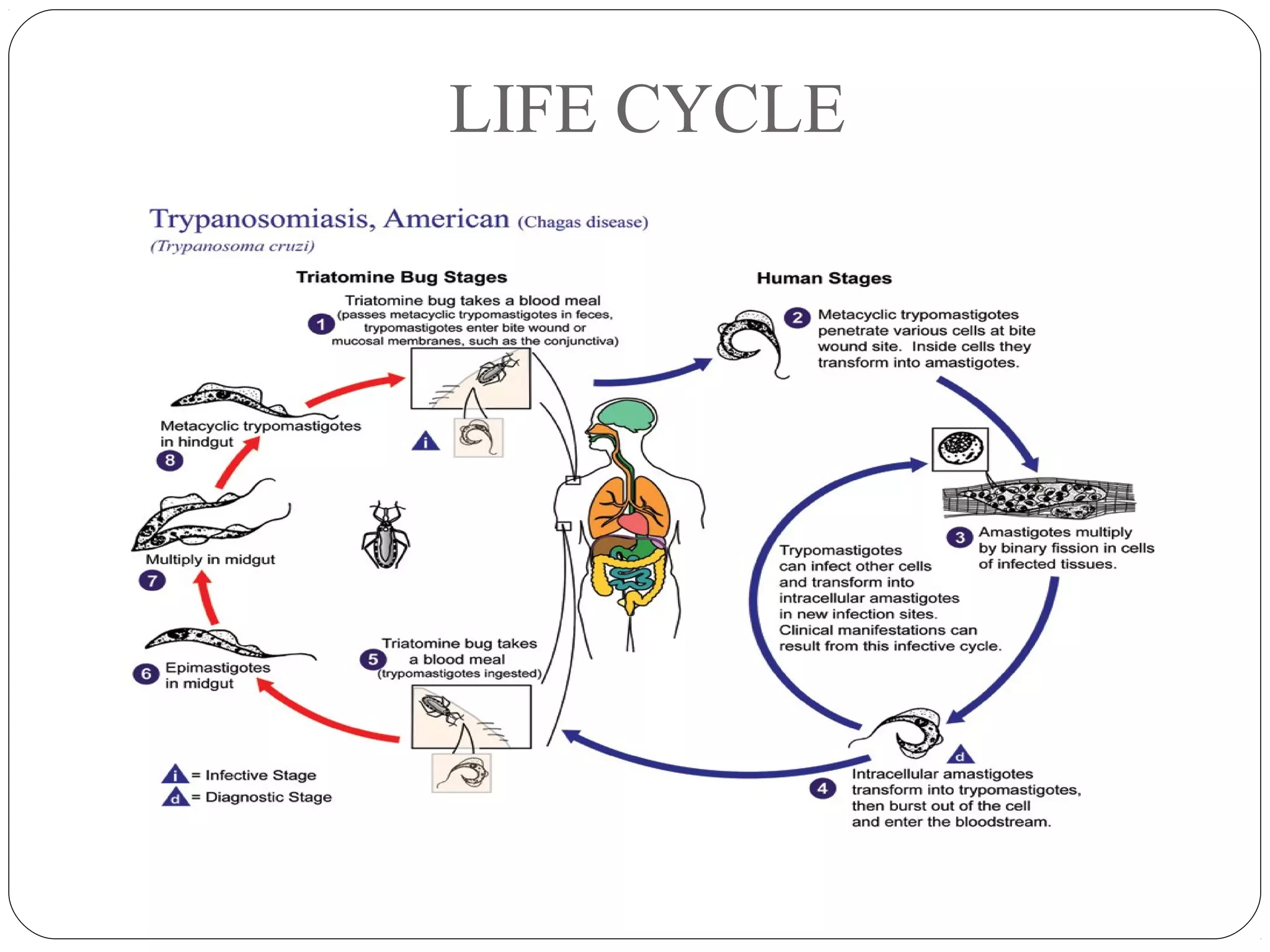 LIFE CYCLE 
 