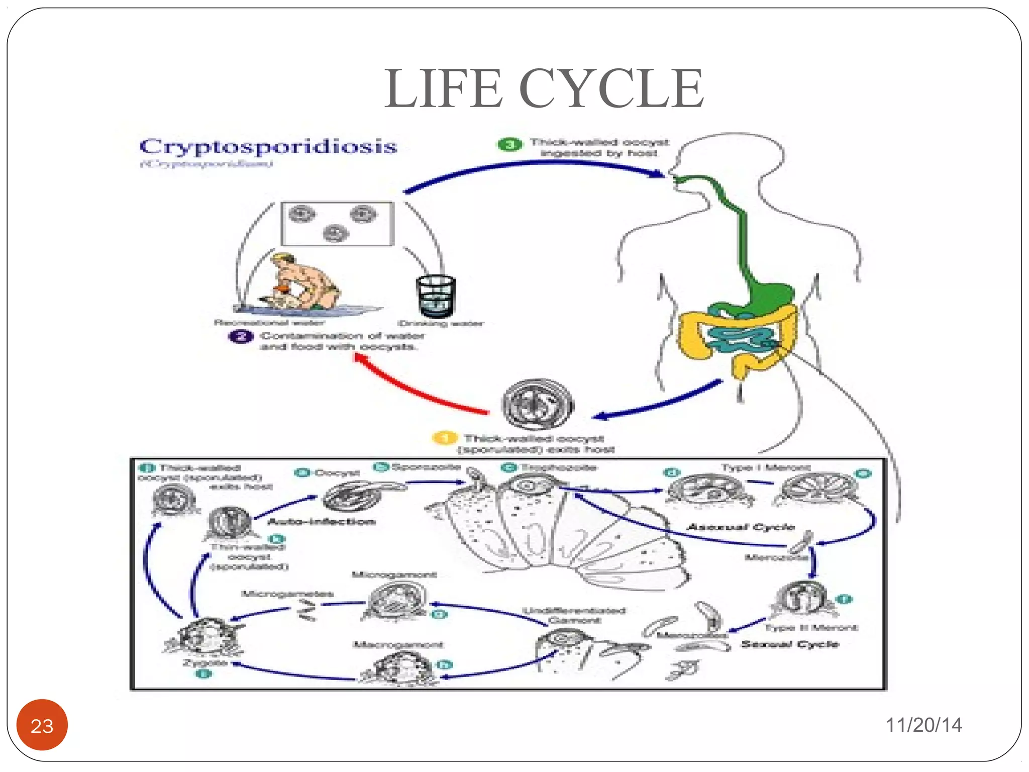 LIFE CYCLE 
23 11/20/14 
 
