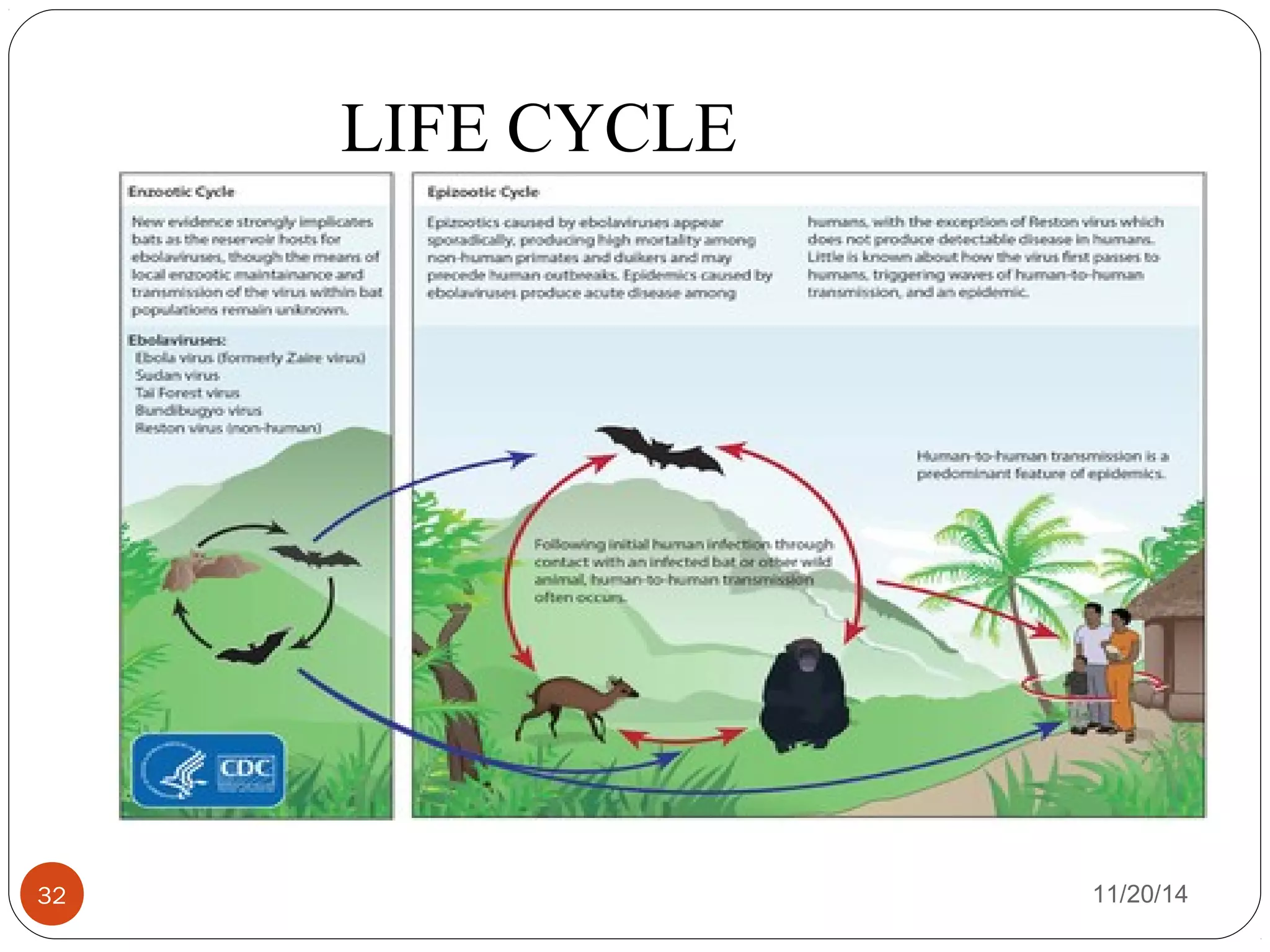 LIFE CYCLE 
32 11/20/14 
 