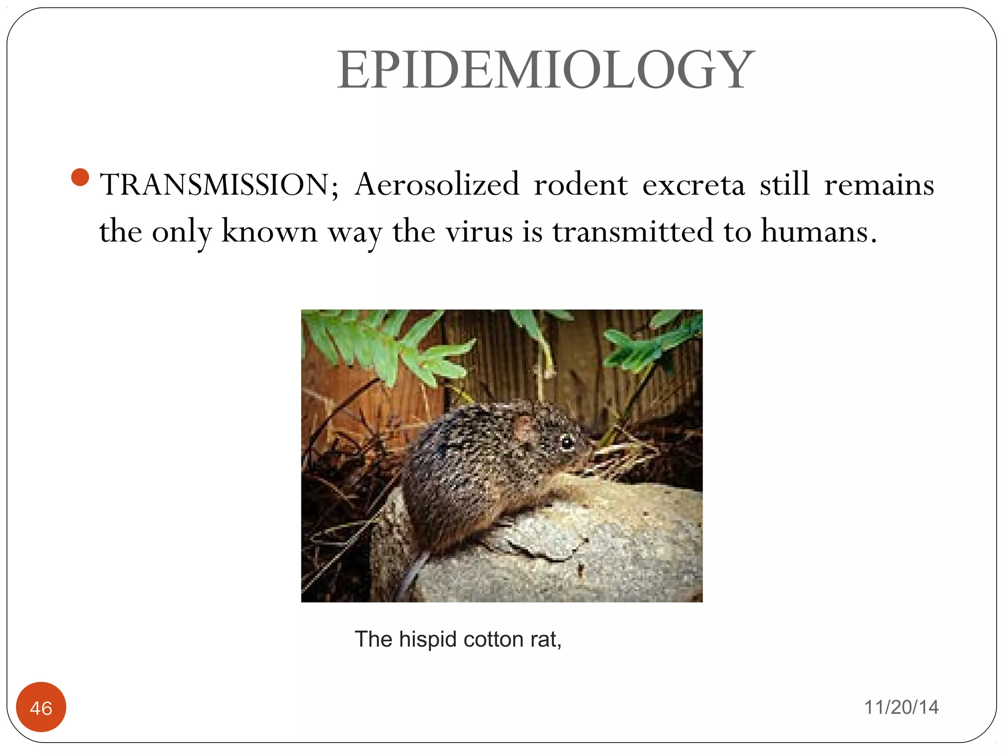 EPIDEMIOLOGY 
TRANSMISSION; Aerosolized rodent excreta still remains 
the only known way the virus is transmitted to humans. 
The hispid cotton rat, 
46 11/20/14 
 