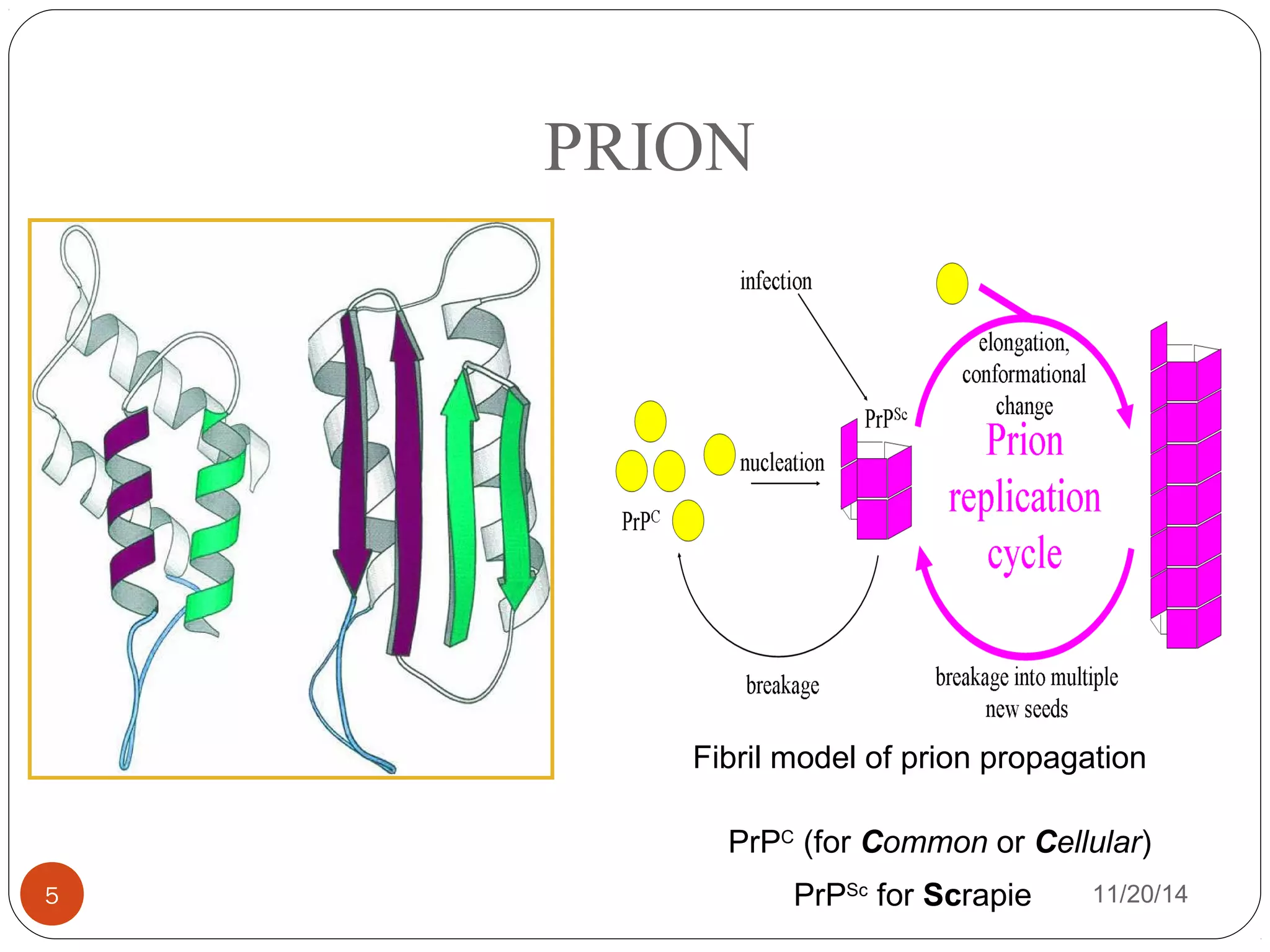 PRION 
Fibril model of prion propagation 
PrPC (for Common or Cellular) 
PrPSc for Scrapie 
5 11/20/14 
 