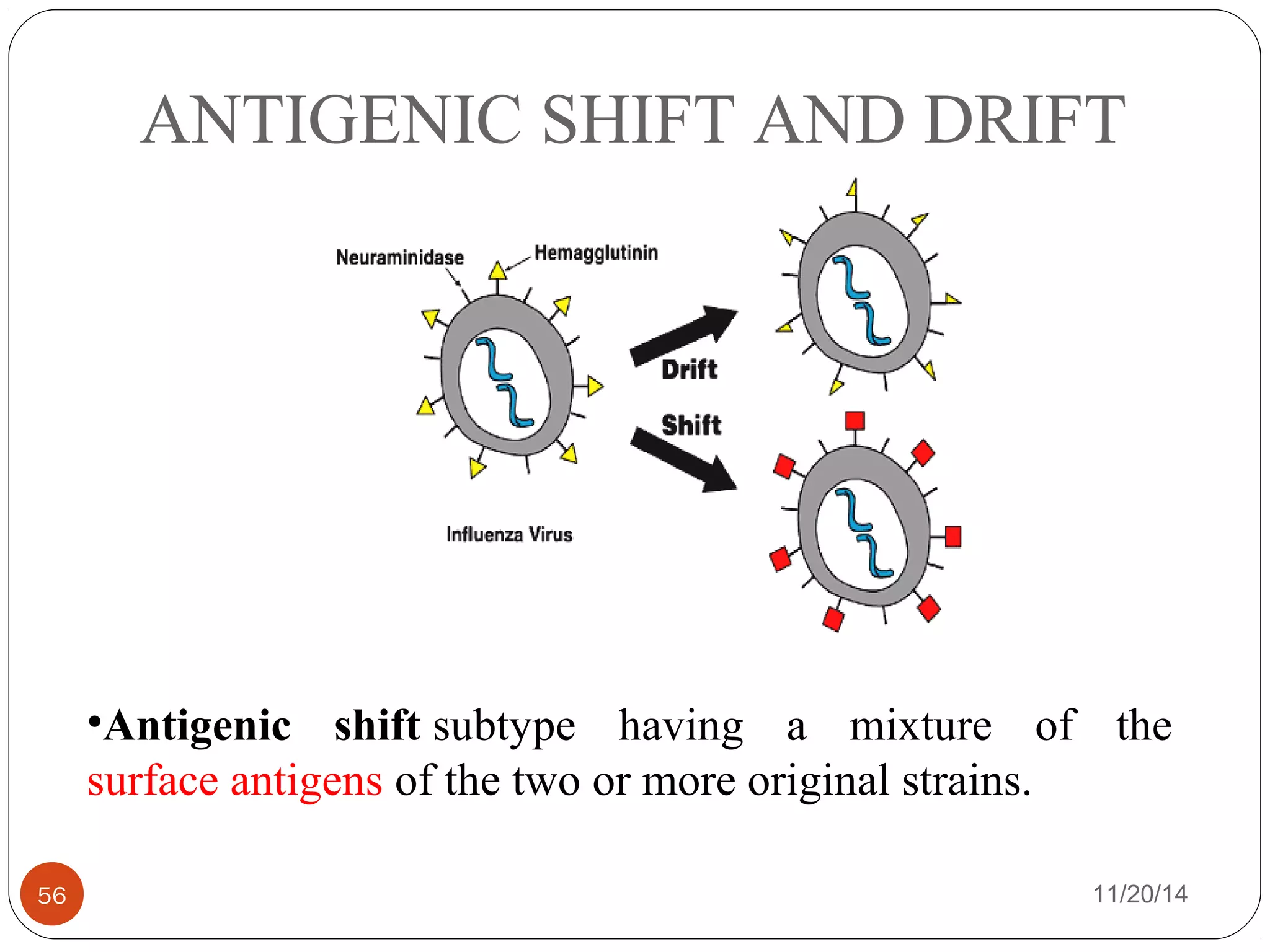ANTIGENIC SHIFT AND DRIFT 
•Antigenic shift subtype having a mixture of the 
surface antigens of the two or more original strains. 
56 11/20/14 
 