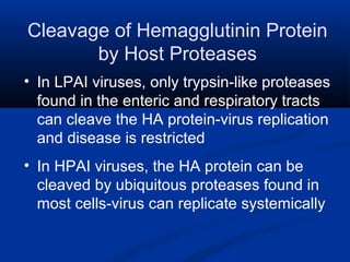 Cleavage of Hemagglutinin Protein
by Host Proteases
• In LPAI viruses, only trypsin-like proteases
found in the enteric and respiratory tracts
can cleave the HA protein-virus replication
and disease is restricted
• In HPAI viruses, the HA protein can be
cleaved by ubiquitous proteases found in
most cells-virus can replicate systemically
 