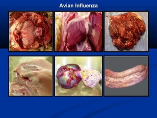Avian Influenza
 