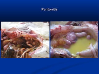 Emerging diseases in layer chicken | PPT