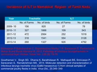 Incidence of ILT in Namakkal Region of Tamil NaduIncidence of ILT in Namakkal Region of Tamil Nadu
Year Tracheitis ILT
No. of Farms No. of birds No. of Farms No. of birds
2009- 10 156 820 27 78
2010- 11 327 1666 109 543
2011-12 472 2064 252 1018
2012-13 318 1541 554 3128
2013-14 268 1327 926 4792
Srinivassan P Balachandran C Gopalakrishna Murthy T R Saravanan S Pazhanivel N
Mohan B and Murali Manohar B. 2012. Pathology of infectious laryngotracheitis in
commercial layer chicken. Indian Vet. J.88 (8): 75-78.
Gowthaman V, Singh SD, Dhama K, Barathidasan R, Mathapati BS, Srinivasan P,
Saravanan S, Ramakrishnan MA. 2014. Molecular detection and characterization of
infectious laryngo tracheitis virus (Gallid herpesvirus-1) from clinical samples of
commercial poultry flocks in India. Virus Dis., 25:345–349
 