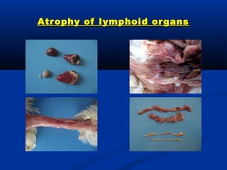 Emerging diseases in layer chicken | PPT
