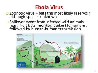 Ebola Virus
Zoonotic virus – bats the most likely reservoir,
although species unknown
Spillover event from infected wild animals
(e.g., fruit bats, monkey, duiker) to humans,
followed by human-human transmission
35
