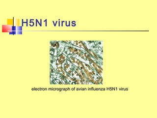 H5N1 virus
electron micrograph of avian influenza H5N1 viruselectron micrograph of avian influenza H5N1 virus
 