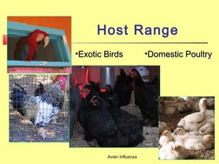Avian Influenza
Host Range
•Exotic BirdsExotic Birds •Domestic PoultryDomestic Poultry
 