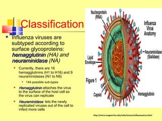 Classification
 Influenza viruses are
subtyped according to
surface glycoproteins:
hemagglutininhemagglutinin (HA) and
neuraminidaseneuraminidase (NA)
 Currently, there are 16
hemagglutinins (H1 to H16) and 9
neuraminidases (N1 to N9)

144 possible sub-types

HemagglutininHemagglutinin attaches the virus
to the surface of the host cell so
the virus can replicate

NeuraminidaseNeuraminidase lets the newly
replicated viruses out of the cell to
infect more cells
http://micro.magnet.fsu.edu/cells/viruses/influenzavirus.html
 