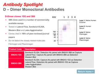 Lane 1: Native Human
D-Dimer
Lane 2: Human
Serum
Lane 3: Native
Fibrinogen
Lane 4: Native
Plasminogen
D-Dimer clones 1D2 and 3B6
 3B6 clone used in a number of commercially
available assays
 Tested in Lateral Flow, Sandwich ELISA,
Western Blot and Latex Agglutination
 Clones cited in 100’s of peer-reviewed journal
papers
 Do not detect the closely related molecules
Fibrinogen and Plasminogen
Product Code Description
BM243-1D2
Sandwich ELISA: Detection Ab paired with BM243-3B6 as Capture
Lateral Flow: Capture Ab paired with BM243-3B6 as Detection
Western Blot
BM243-3B6
Sandwich ELISA: Capture Ab paired with BM243-1D2 as Detection
Lateral Flow: Detection Ab paired with BM243-1D2 as Capture
Latex Agglutination
Western Blot
Antibody Spotlight
D – Dimer Monoclonal Antibodies
Return home >
 