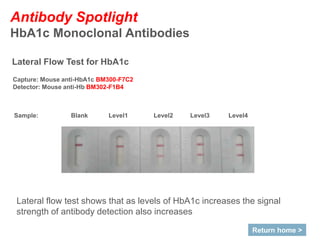 Antibody Spotlight
HbA1c Monoclonal Antibodies
Return home >
Sample: Blank Level1 Level2 Level3 Level4
Lateral Flow Test for HbA1c
Capture: Mouse anti-HbA1c BM300-F7C2
Detector: Mouse anti-Hb BM302-F1B4
Lateral flow test shows that as levels of HbA1c increases the signal
strength of antibody detection also increases
 