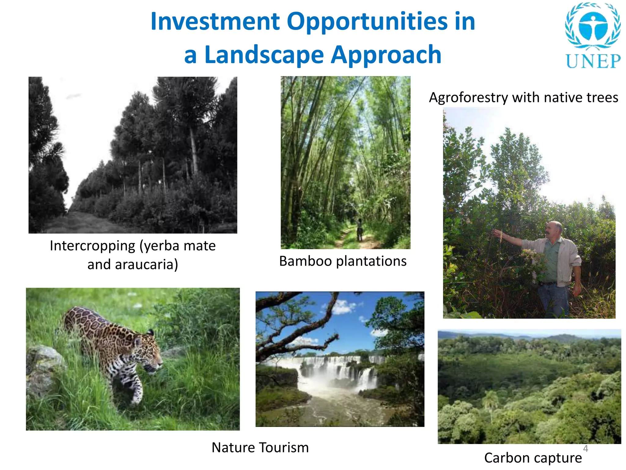 Investment Opportunities in
a Landscape Approach
4
Intercropping (yerba mate
and araucaria) Bamboo plantations
Agroforestry with native trees
Nature Tourism
Carbon capture