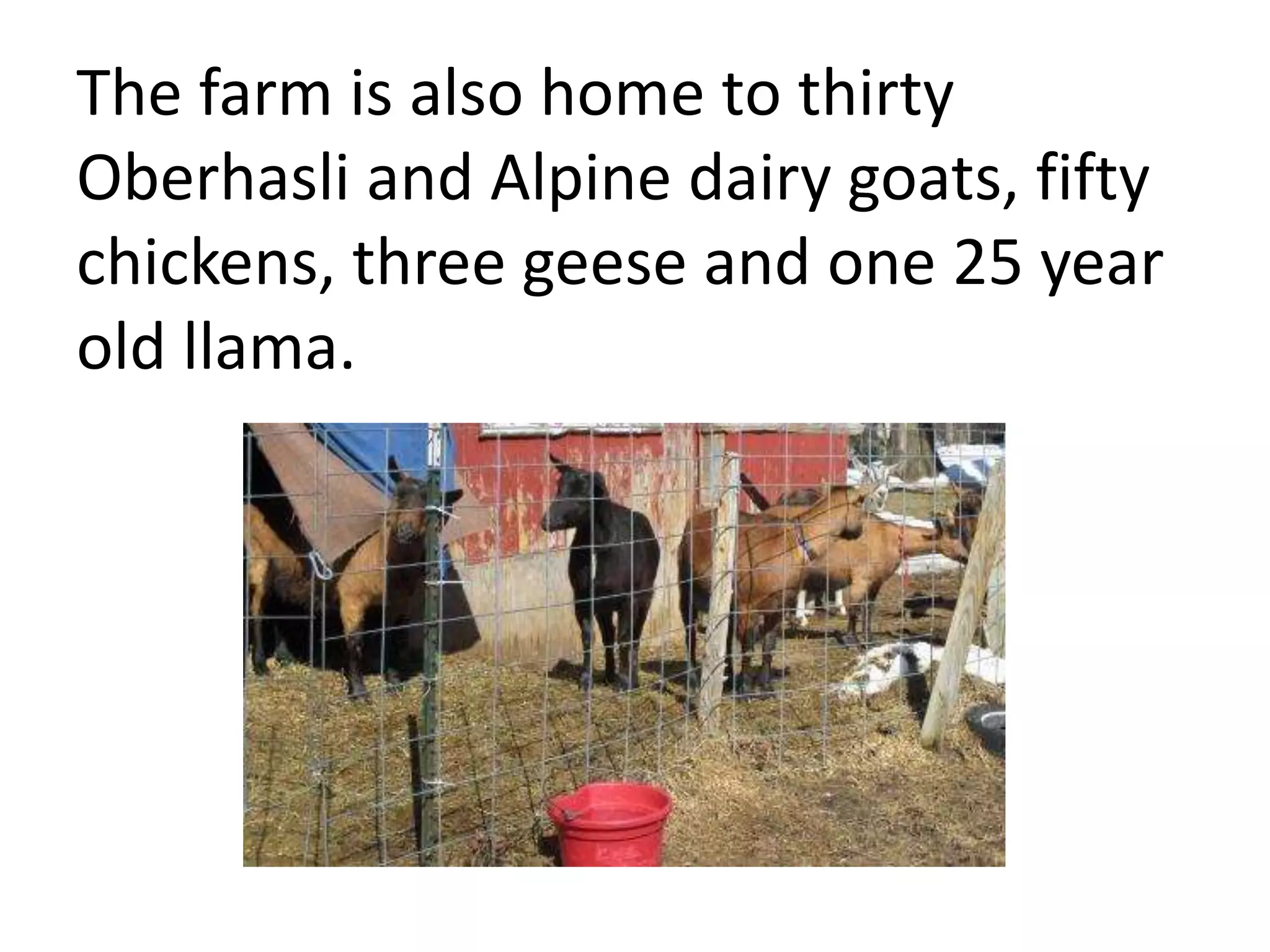 The farm is also home to thirty
Oberhasli and Alpine dairy goats, fifty
chickens, three geese and one 25 year
old llama.
 