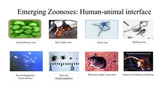 Emerging Zoonoses: Human-animal interface
Marburg virus
Hantavirus Pulmonary Syndrome
Ebola virus
Borrelia burgdorferi
(Lyme disease)
Deer tick
(Ixodes scapularis)
Mostomys rodent: Lassa fever
Avian influenza virus Bats: Nipah virus
 