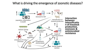 What is driving the emergence of zoonotic diseases?
Interaction
between
intensificatio
n of livestock
production,
zoonoses &
antimicrobial
resistance
 