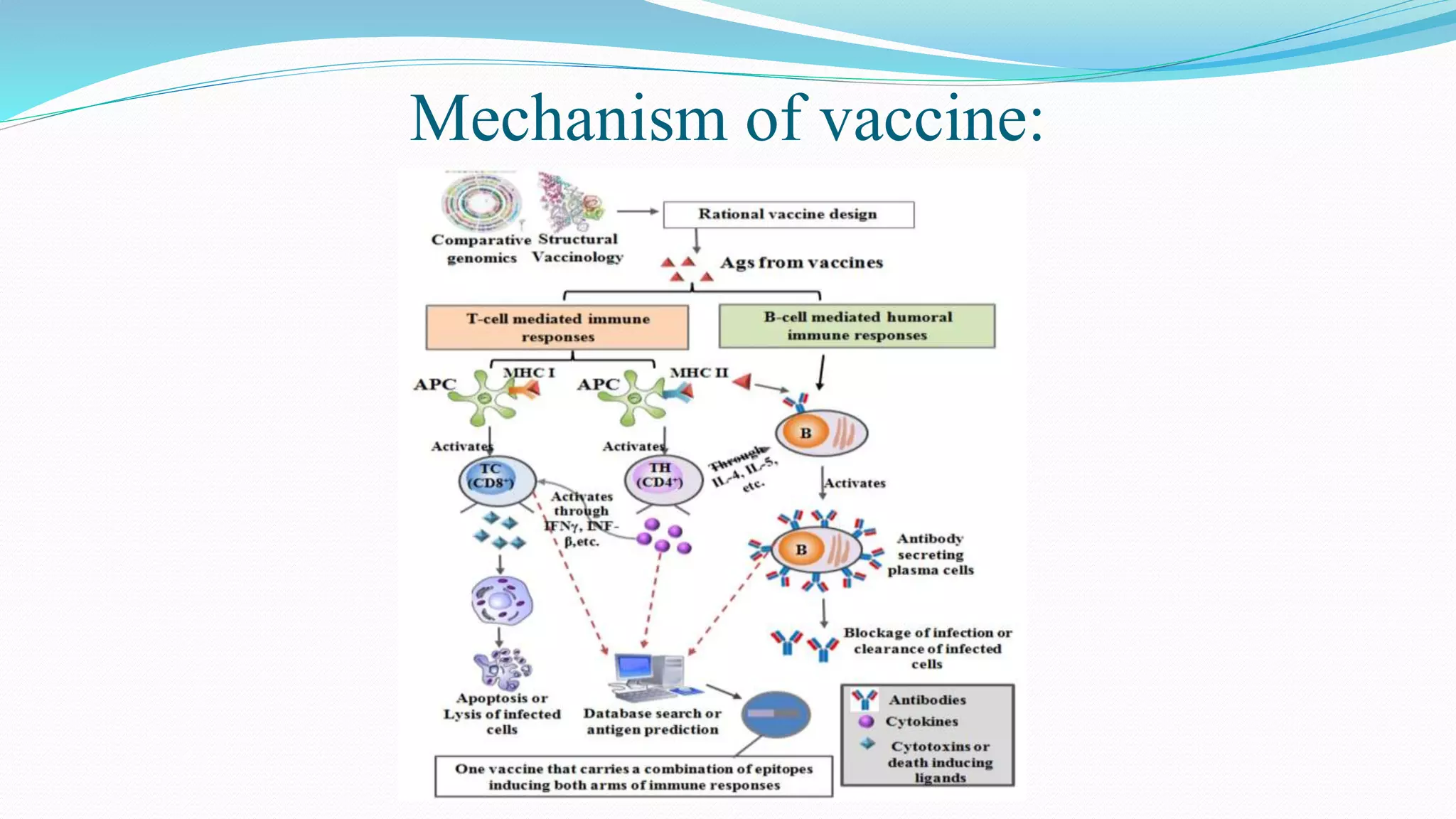 Mechanism of vaccine:
 