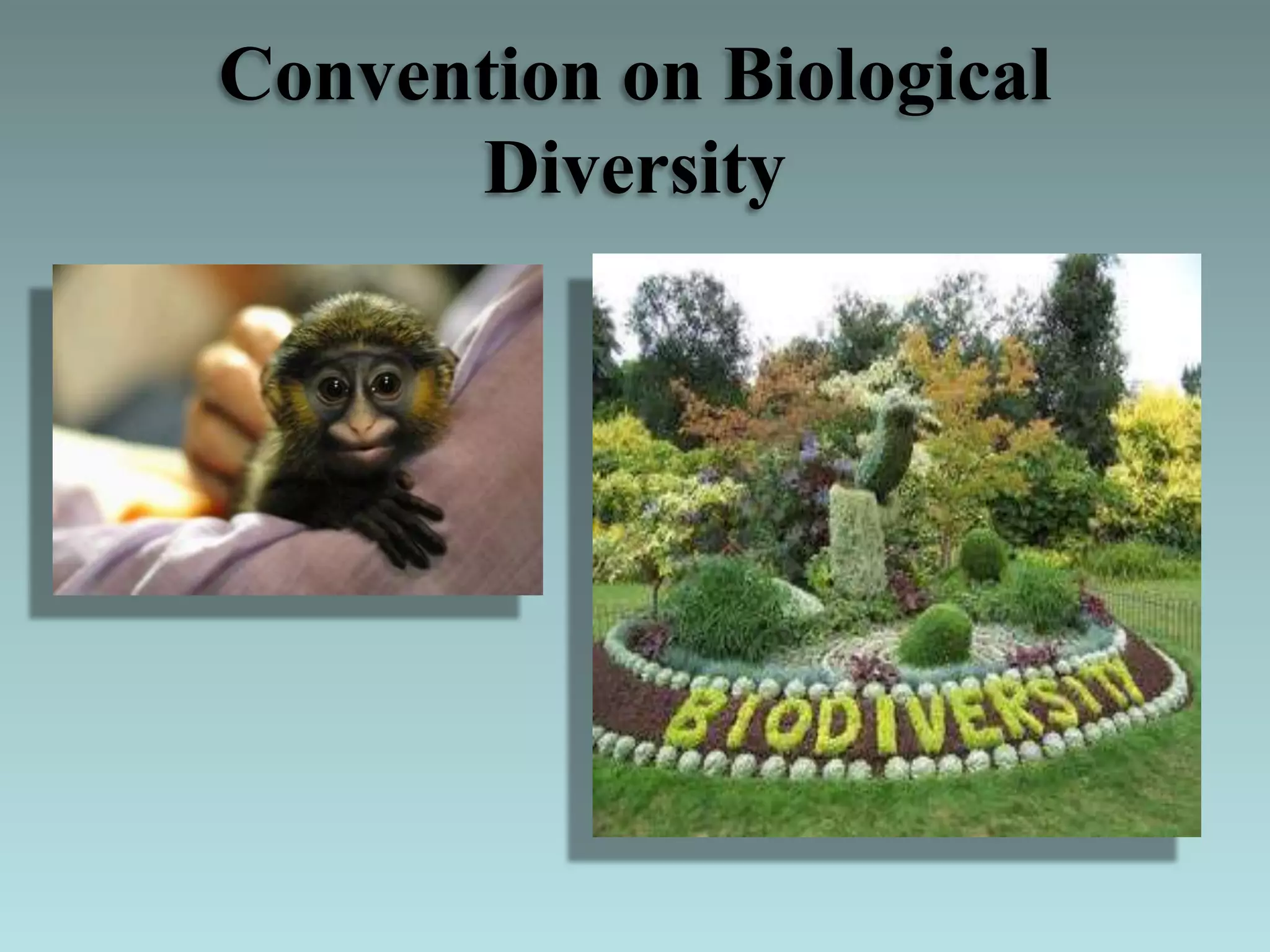 Convention on Biological
Diversity
 