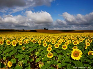 ﬂickr.com/photos/musicamang/71698698/

 