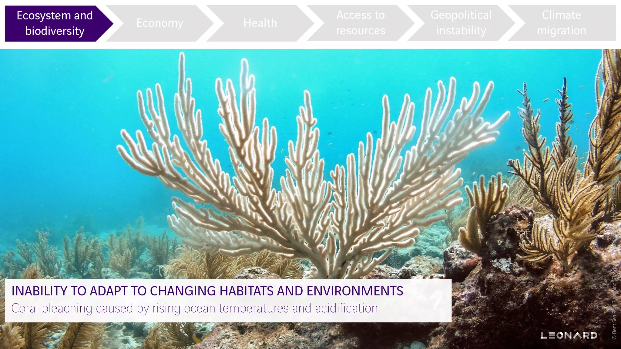 Ecosystem and
biodiversity
Economy Health
Access to
resources
Geopolitical
instability
Climate
migration
INABILITY TO ADAPT TO CHANGING HABITATS AND ENVIRONMENTS
Coral bleaching caused by rising ocean temperatures and acidification
©BentSeaRodBleaching(Florida)-U.S.GeologicalSurvey-2014–CC0
 