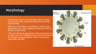 Morphology
• Coronaviruses (CoVs) are enveloped single-stranded
positive sense RNA viruses that belong to the family
Coronaviridae
• SARS-CoV-2 has surface viral proteins, namely, spike
glycoprotein (S), which mediates interaction with cell
surface receptor ACE2
• The viral membrane glycoprotein (M) and envelope (E)
of SARS-CoV-2 are embedded in host membrane-derived
lipid bilayer encapsulating the helical nucleocapsid
comprising viral RNA
 