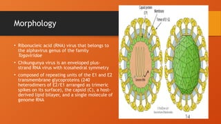 Morphology
• Ribonucleic acid (RNA) virus that belongs to
the alphavirus genus of the family
Togaviridae
• Chikungunya virus is an enveloped plus-
strand RNA virus with icosahedral symmetry
• composed of repeating units of the E1 and E2
transmembrane glycoproteins (240
heterodimers of E2/E1 arranged as trimeric
spikes on its surface), the capsid (C), a host-
derived lipid bilayer, and a single molecule of
genome RNA
 