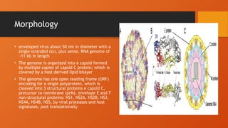 Morphology
• enveloped virus about 50 nm in diameter with a
single stranded (ss), plus sense, RNA genome of
~11 kb in length
• The genome is organized into a capsid formed
by multiple copies of capsid C protein; which is
covered by a host derived lipid bilayer
• The genome has one open reading frame (ORF)
encoding for a single polyprotein, which is
cleaved into 3 structural proteins e capsid C,
precursor to membrane (prM), envelope E and 7
non-structural proteins: NS1, NS2A, NS2B, NS3,
NS4A, NS4B, NS5, by viral proteases and host
signalases, post translationally
 