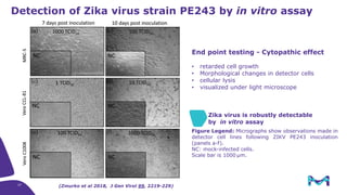 Detection of Zika virus strain PE243 by in vitro assay
(Zmurko et al 2018, J Gen Virol 99, 2219-229)
End point testing - Cytopathic effect
• retarded cell growth
• Morphological changes in detector cells
• cellular lysis
• visualized under light microscope
Figure Legend: Micrographs show observations made in
detector cell lines following ZIKV PE243 inoculation
(panels a-f).
NC: mock-infected cells.
Scale bar is 1000 µm.
Zika virus is robustly detectable
by in vitro assay
27
 