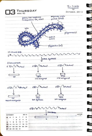 Virology Notes 2020 #22: Emerging viruses | PDF