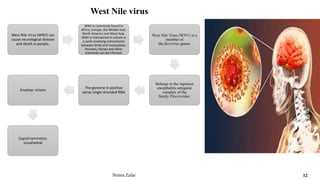 West Nile virus
West Nile Virus (WNV) can
cause neurological disease
and death in people.
WNV is commonly found in
Africa, Europe, the Middle East,
North America and West Asia.
WNV is maintained in nature in
a cycle involving transmission
between birds and mosquitoes.
Humans, horses and other
mammals can be infected.
West Nile Virus (WNV) is a
member of
the flavivirus genus.
Belongs to the Japanese
encephalitis antigenic
complex of the
family Flaviviridae.
The genome in positive
sense single stranded RNA
Envelop: virions
Capsid symmetry:
icosahedral
Nimra Zafar 12
 
