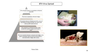 BTV Virus Spread
All ruminant's species susceptible to infection.
with BTV.
The virus is spread by infected midges.
The species that are infected with BTV, some of
the breeds of sheep and deer die while some
ends up with severe disease.
The symptoms of infected animals might
include the swollen tongue and change in
color.
The virus transfer between ruminant and midge in the
genus Culicoides species and the transmission is
restricted when midges after active.
Nimra Zafar
14
 