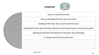 symptoms
Ulcers in around the mouth.
Mucous discharge from the nose and mouth.
Swelling of the head, neck, mouth sometimes ears.
Swelling of the skin where the legs meet top of the hooves known as the coronary band.
Swelling and the blush discoloration of the gums, lips and tongue.
Crusting around the nose and mouth.
Nimra Zafar
15
 