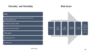Mortality and Morbidity Risk factor
Sheep
Severity of disease varies with breed ,strain of virus,
environmental stress
Morbidity as high as 100%
Mortality usually 0 to 30%
Cattle, goats
Morbidity upto 5%
Mortality low
MONSOO
N
Poor
flock
nutrition
High
parasitic
burden
Lack of
affordabl
e
Veterinar
y care
Poor
immunog
enicity of
the
inactivate
d
vaccines.
Nimra Zafar
16
 