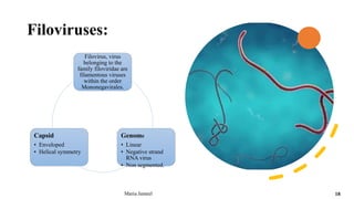 Filoviruses:
Maria Jameel 18
Filovirus, virus
belonging to the
family filoviridae are
filamentous viruses
within the order
Mononegavirales.
Genome
• Linear
• Negative strand
RNA virus
• Non segmented.
Capsid
• Enveloped
• Helical symmetry
 