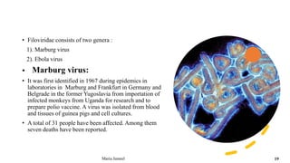 • Filoviridae consists of two genera :
1). Marburg virus
2). Ebola virus
 Marburg virus:
• It was first identified in 1967 during epidemics in
laboratories in Marburg and Frankfurt in Germany and
Belgrade in the former Yugoslavia from importation of
infected monkeys from Uganda for research and to
prepare polio vaccine. A virus was isolated from blood
and tissues of guinea pigs and cell cultures.
• A total of 31 people have been affected. Among them
seven deaths have been reported.
Maria Jameel 19
 