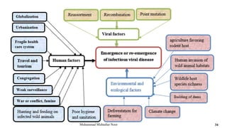 Muhammad Mubashar Noor 34
 