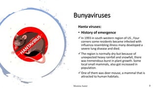 Bunyaviruses
Hanta viruses:
• History of emergence
In 1993 in south western region of US , Four
corners some residents became infected with
influenza resembling illness many developed a
severe lung disease and died.
The region is normally dry but because of
unexpected heavy rainfall and snowfall, there
was tremendous burst in plant growth. Some
local small mammals, also got increased in
population.
One of them was deer mouse, a mammal that is
attracted to human habitats.
Momina Aamir 3
 