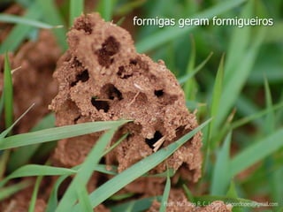 formigas geram formigueiros




     Profº. Me.Tiago R. C. Lopes - tiagorclopes@gmail.com
 
